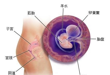 胎儿两个月发育图及其关键发育阶段解析